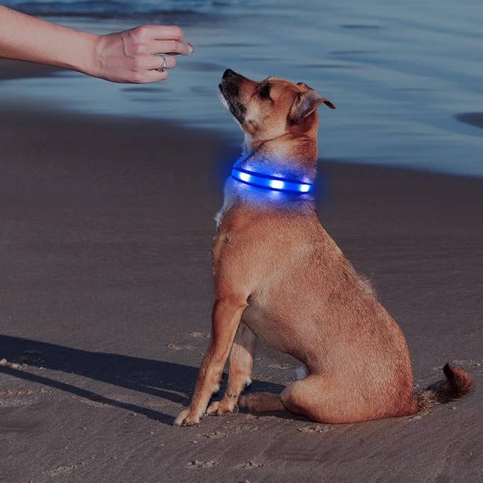 Illumifun LED Dog Collar, USB Rechargeable Light Up Dog Collar, Reflective Sfety Collar Light Glow in The Dark (Medium, Light Blue)