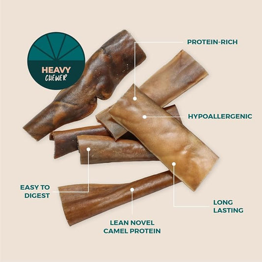 BULLY STICKS DIRECT Premium Camel Skin Protein Dog Chews, All Natural Heavy Chewer Treats, Long Lasting Dental Care Strips, 25 Pack
