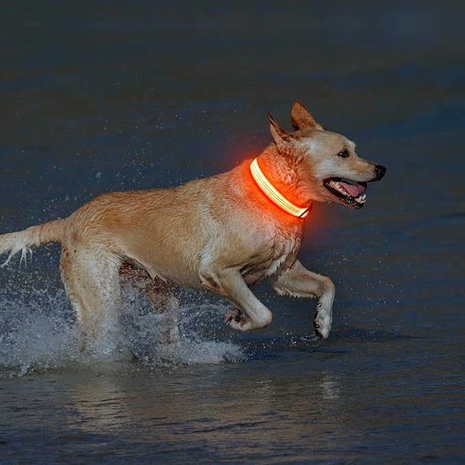 Illumifun USB Rechargeable LED Dog Collar, Light Up Dog Collar for Small Dogs, Reflective Adjustable Safety Dog Collar Lights for Night Walking (Orangeā
¢, Small)
