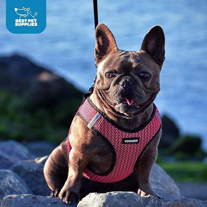 Best Pet Supplies Voyager Step-in Air Harness - All Weather Mesh, Reflective, No Pull Harness for Dogs, Cats - Secure with Hook & Loop Fastener, Buckle, Double D-Rings - Fuchsia 2-Tone, XL