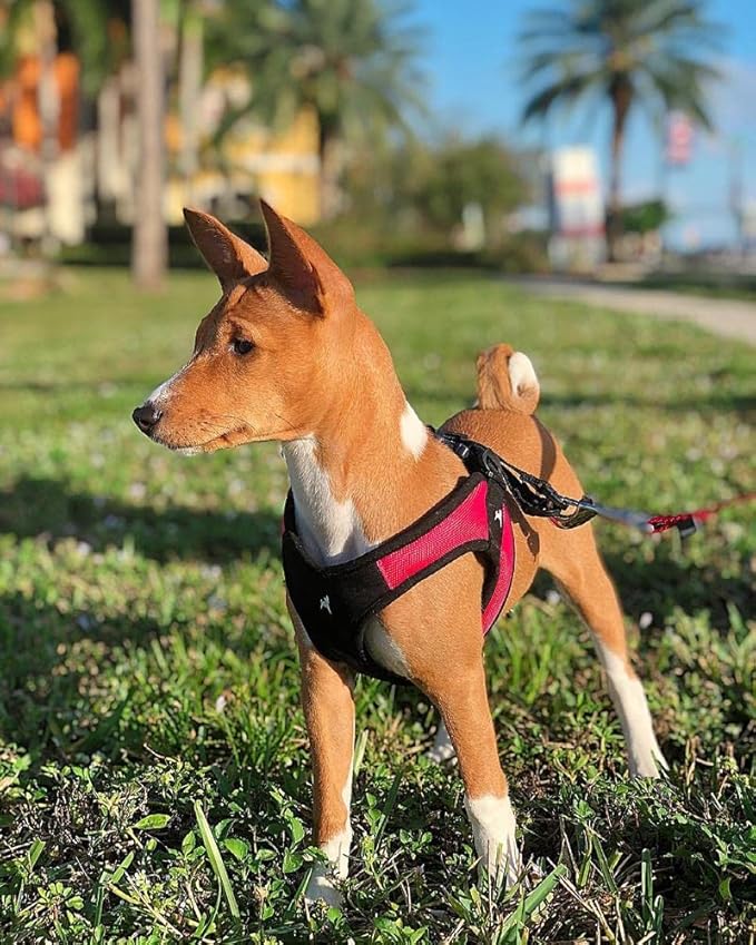 Gooby Escape Free Easy Fit Harness - Red, X-Small - No Pull Step-in Patented Small Dog Harness with Quick Release Buckle - Perfect On The Go No Pull Harness for Small Dogs or Medium Dog Harness