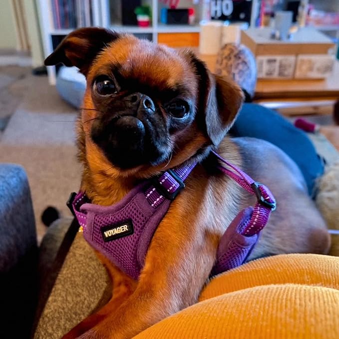 Best Pet Supplies Voyager Mesh Dog Breathable Harness Reflective Stitching, All Weather Adjustable for Walking Training, or Running - Heavy Duty & Durable, Harness (Purple), S