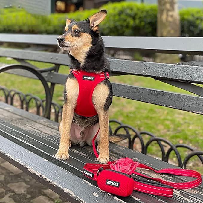 Best Pet Supplies Voyager Reflective Dog Leash or Collar with Neoprene Handle, for Small, Medium, and Large Breed Puppies, Cute and Heavy Duty for Walking, Running and Training - Red (Leash), L