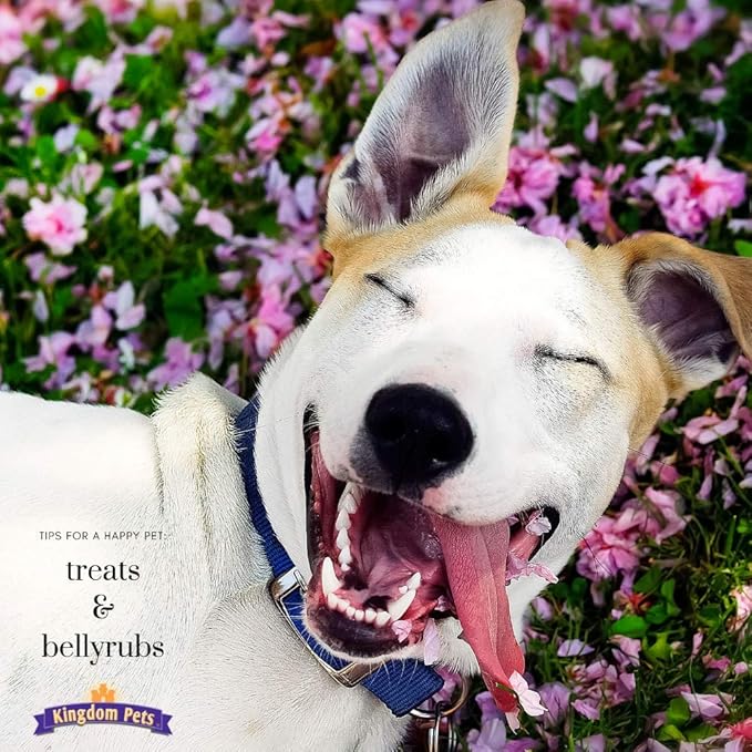 Duck Jerky Dog Treats with Only 3 Ingredients and No Fillers, 2.5 Pound Bag