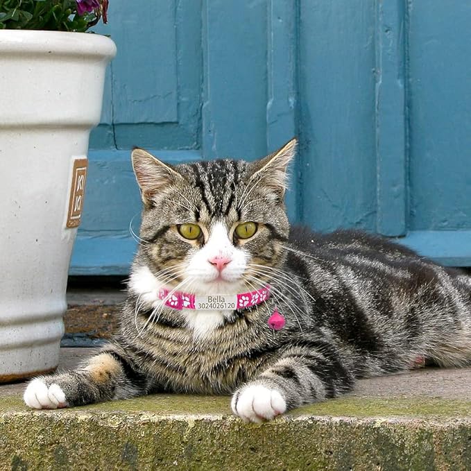Personalized 2 Pack Reflective Cat Collar,Custom Breakaway Cat Collars with Name Tag and Bell,Anti-Lost Nameplate Cat Collar for Girls & Boys (Hot Pink,fit 8''-11.0'')