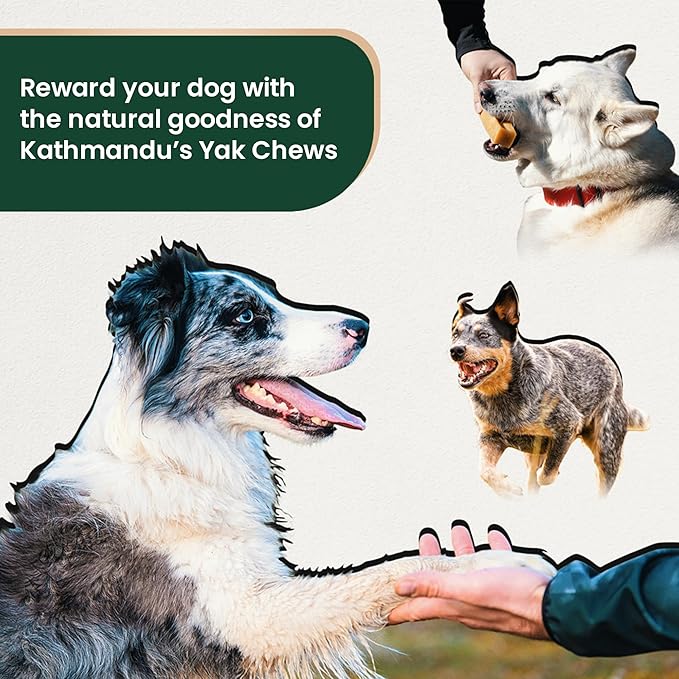 Authentic Himalayan Yak Cheese for Dogs - XXLarge (Pack of 1) - Sourced from Pristine Himalayan Foothill, Rawhide-Free, NO preservatives