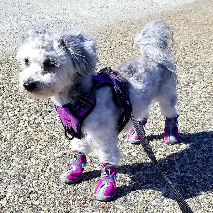 QUMY Dog Shoes for Small Dogs, Puppy Dog Boots & Paw Protector for Winter Snow Day, Summer Hot Pavement, Waterproof in Rain Weather, Ourdoor Hiking, Indoor Hardfloors Skid-resistant Sole Purple Size 5