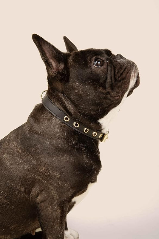 Two Tails Pet Company Cactus Vegan Leather Dog Collar, Adjustable Pet Collar with Gold Hardware and D Rings for Leash and ID Tag for Dogs and Puppies, Easy to Clean & Eco Friendly, Black, Size Large