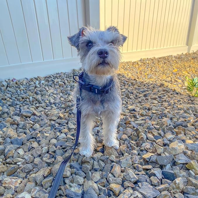 Best Pet Supplies Voyager Reflective Dog Leash or Collar with Neoprene Handle, for Small, Medium, and Large Breed Puppies, Cute and Heavy Duty for Walking, Running and Training - Blue (Leash), L