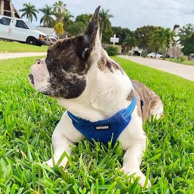 Best Pet Supplies Voyager Mesh Dog Breathable Harness Reflective Stitching, All Weather Adjustable for Walking Training, or Running - Heavy Duty & Durable, Harness (Royal Blue), M