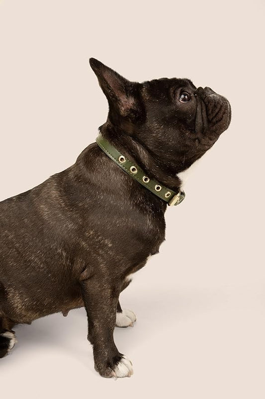 Two Tails Pet Company Cactus Vegan Leather Dog Collar, Adjustable Pet Collar with Gold Hardware and D Rings for Leash and ID Tag for Dogs and Puppies, Easy to Clean & Eco Friendly, Green, Size Large