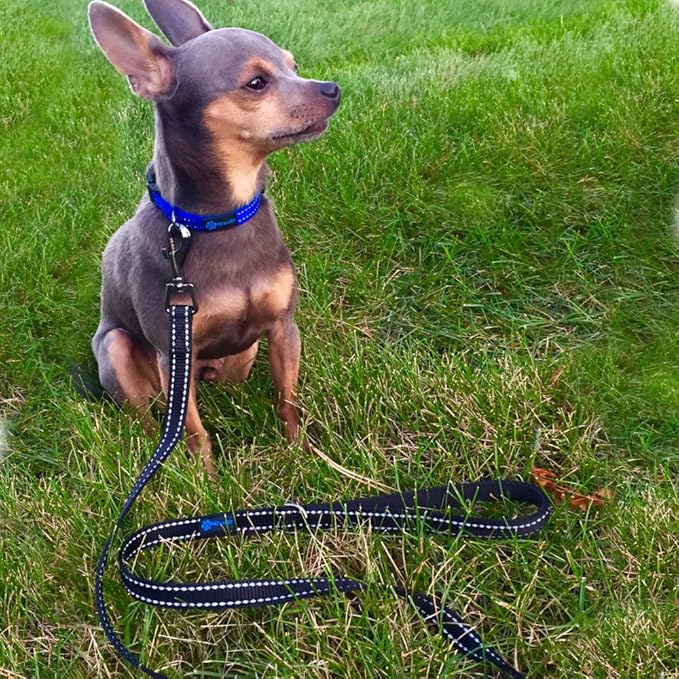 Max and Neo Small Dog Reflective Nylon Leash - Every Purchase Donates One, 4x5/8" (Blue)