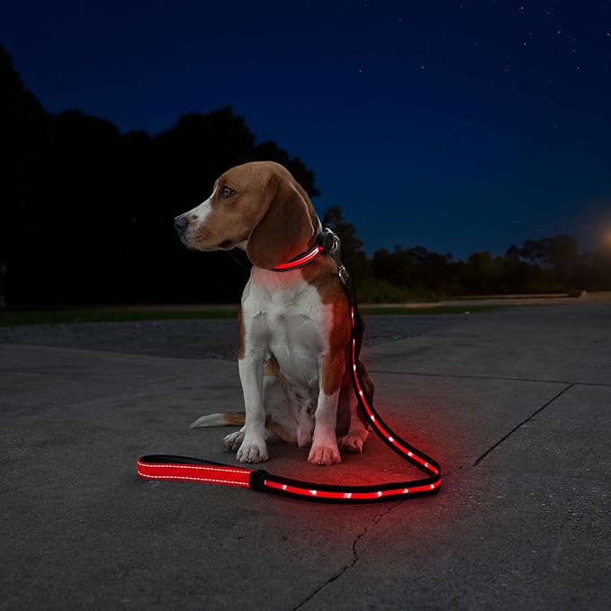 Sherry Kline LED Light-Up Pet Collar - USB Rechargeable - Flashing Glow in The Dark Size Large, Color: Red