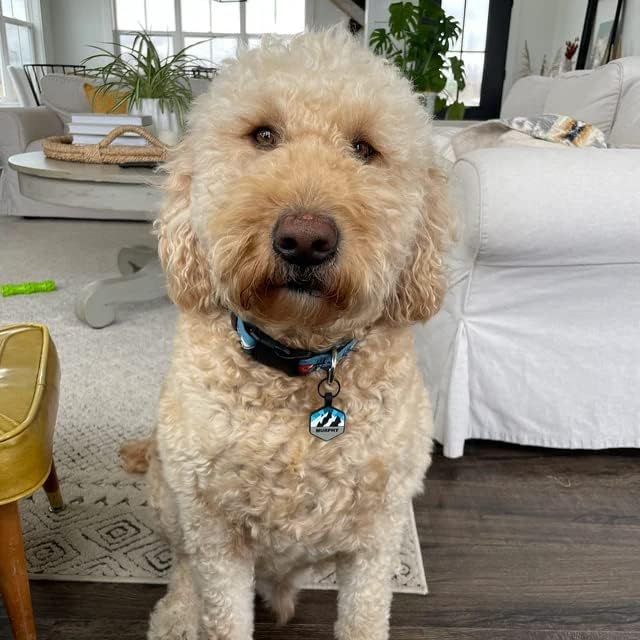 Silent Dog Tag Personalized with 5 Lines of Custom Deep Engraved Durable Soundless Silicone Pet ID Name Tag Hexagon Forest Night