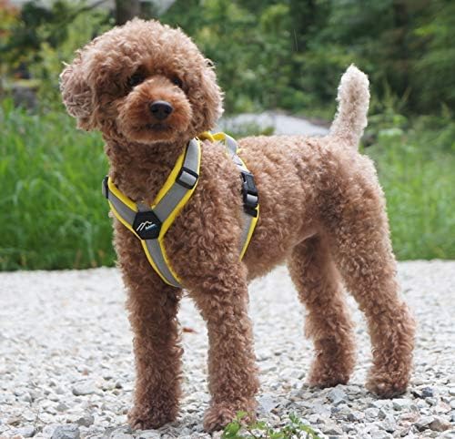 [白山:Hakusan] Zero Dog Harness Basic Type, Safe - No chocking/Hard to Disconnect, Great fit - Easy Put on and Off/Adjustable, Reflector, XS - Small & Medium Dog, Two-Tone Yellow x Gray