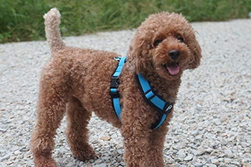 [白山:Hakusan] Zero Dog Harness Basic Type, Safe - No chocking/Hard to Disconnect, Great fit - Easy Put on and Off/Adjustable, Reflector, XS - Small & Medium Dog, Two-Tone Black×Turquoise