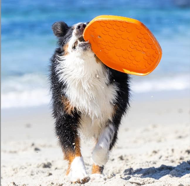 PROJECT HIVE ·PET COMPANY· - Sweet Mango Scented - Hive Frisbee Disc for Dogs - Great for Fetch - Includes a Lick mat on Back - Floats in Water, Smooth Glide - Made in The USA