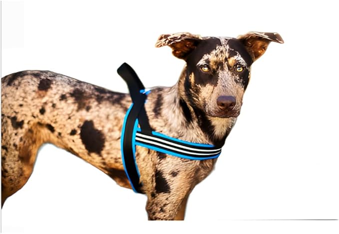 ComfortFlex Sport Dog Harness – No-Choke, Fully Padded, Non-Chafing Harness with Control Handle – Reflective, Lightweight, Adjustable for Active Dogs - Small, Blue Jay