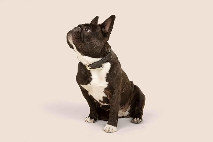 Two Tails Pet Company Cactus Vegan Leather Dog Collar, Adjustable Pet Collar with Gold Hardware and D Rings for Leash and ID Tag for Dogs and Puppies, Easy to Clean & Eco Friendly, Black, Size Large