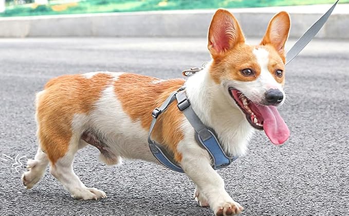 Medium Dog Harness and Leash Set,No Pull Adjustable Step in Soft Mesh Vest Harness,Easy Walk Reflective Pet Harness with Padded Handle for Walking Training Small Medium Large Dogs and Cats (Blue, M)