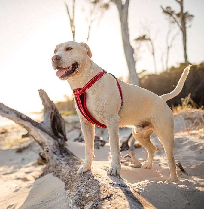 EzyDog Chest Plate No Pull Dog Harness – Escape Proof Harness with Reflective Stitching and Comfort Padding for Easy Walks, Training & Control - Car Restraint Included (Small, Gray)