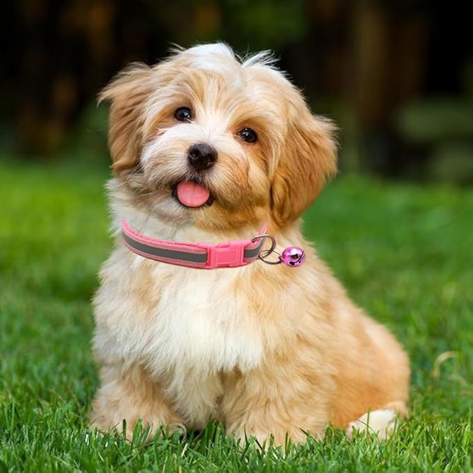 Orange XXS Kitten Collar with Bell Leash Set, Soft Reflective Dog Collars Adjustable Buckle for XS Extra Small Tiny Female Male Boys Girls Pets Cats Puppy Teacup Yorkie X-Small