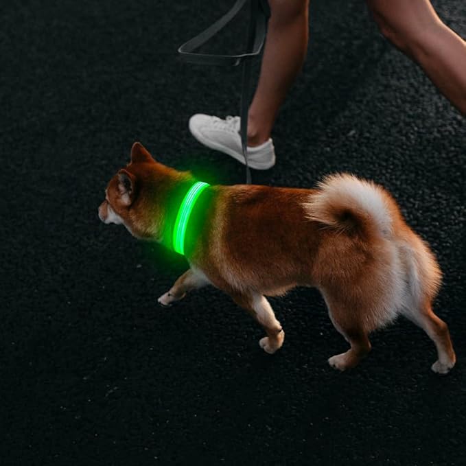 DOMIGLOW Light Up Dog Collars - USB Rechargeable Reflective LED Dog Collar, Water-Resistant Glow Pet Collar Lights for Night Walking Camping (Green, Medium)