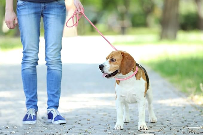 Slip Lead Rope Dog Leash Heavy Duty for Training, Nylon Strong Slip Leads for Dogs 6 Ft X 1/2 Inch,Comfortable Training Leash for Medium Large Dogs