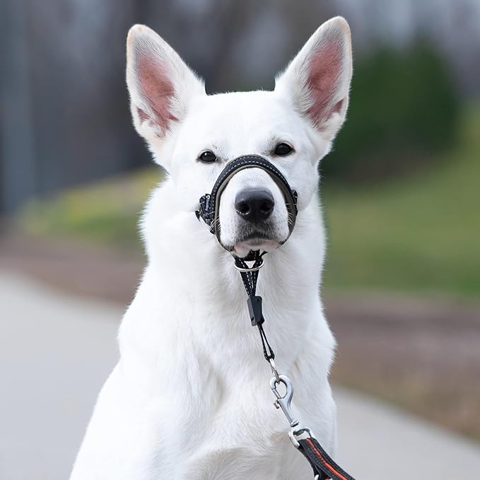 GoodBoy Dog Head Halter with Safety Strap - Stops Heavy Pulling On The Leash - Padded Headcollar for Small Medium and Large Dog Sizes - Head Collar Training Guide Included (Size 3, Black)