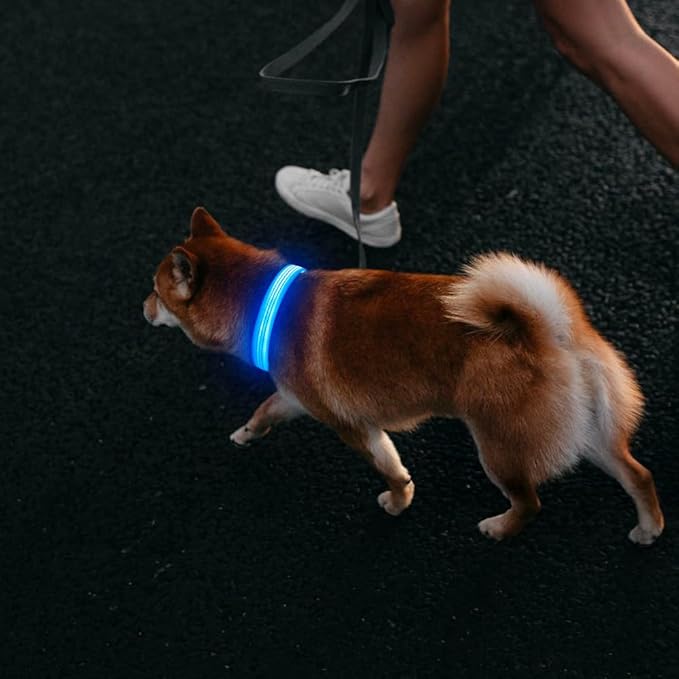 DOMIGLOW Light Up Dog Collar, USB Rechargeable LED Dog Collars Glow in The Dark, 3 Flash Mode Safety Collar Light for Nighttime Walking (Blue, L)