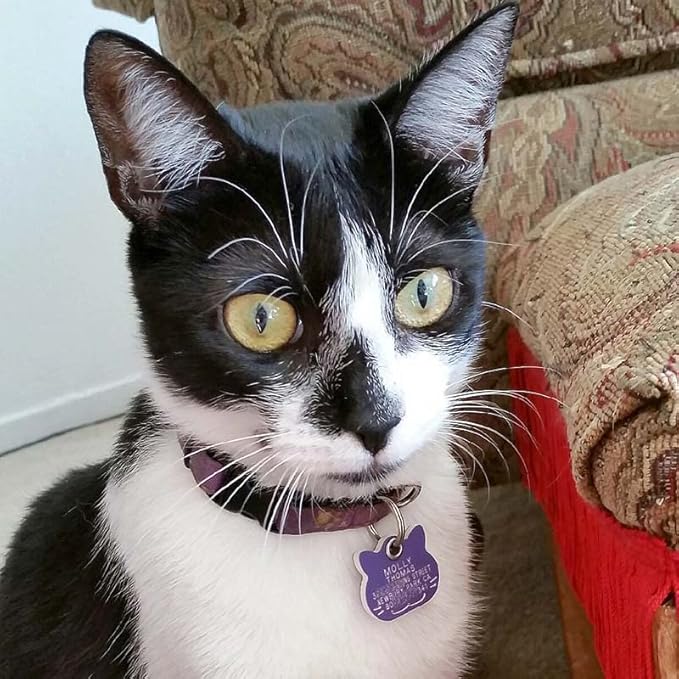 LuckyPet Plastic Pet ID Tags - Dog Personalized IDs - Durable Engraved Name Noiseless Tag - Suitable for Dogs and Cats - Outlasts Most Aluminum Tags - Small, Blue Bowtie