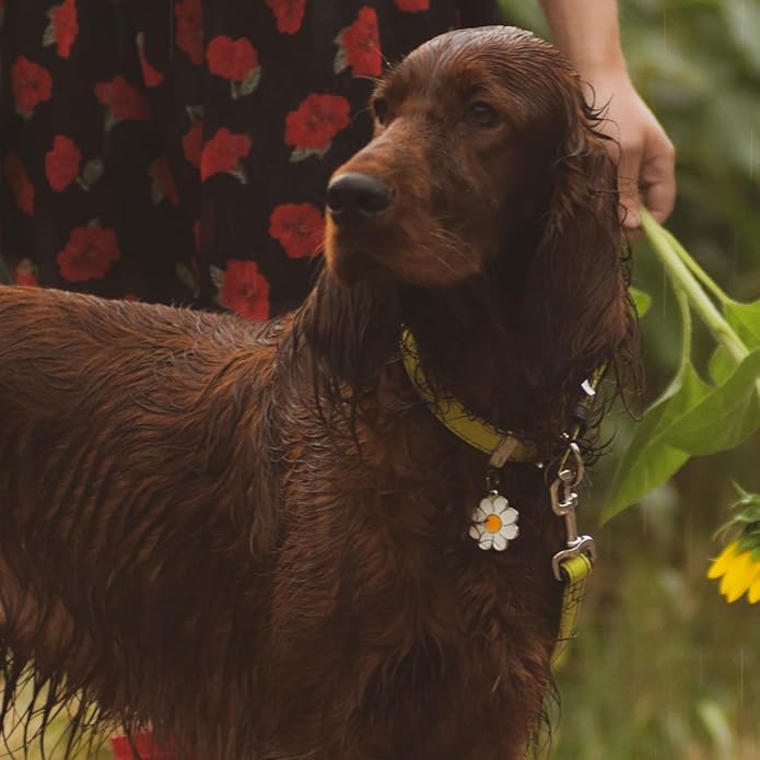 My Family Personalized Pet ID Tag Made in Italy, Daisy Flower,Charms Collection