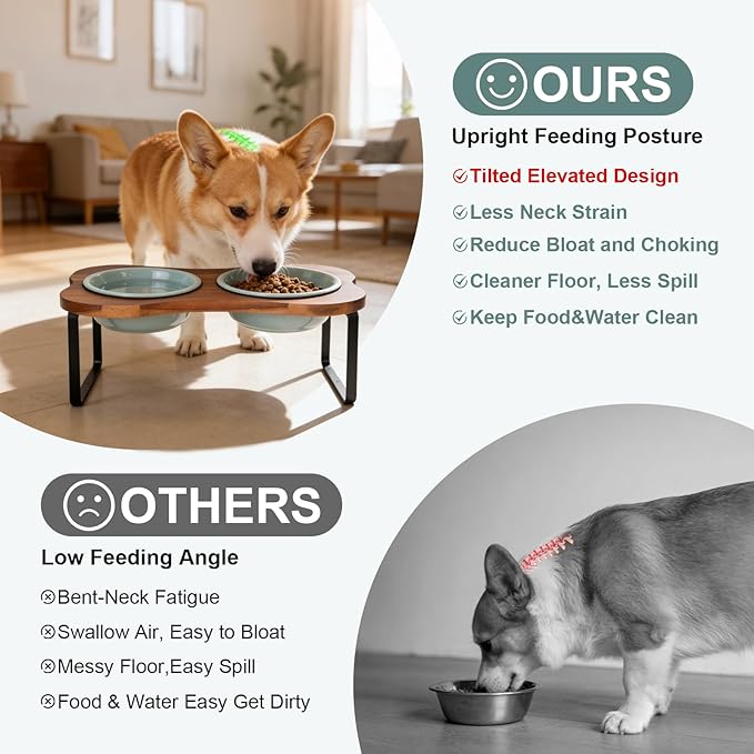 SPUNKYJUNKY Ceramic Elevated Tilted Dog Bowls Bone-Shaped Raised with 2 Height Iron Stand, 6.9'' Dog and Cat Food Water Bowls Set Non-Slip for Small Medium Sized Breed - 20 OZ,Light Green