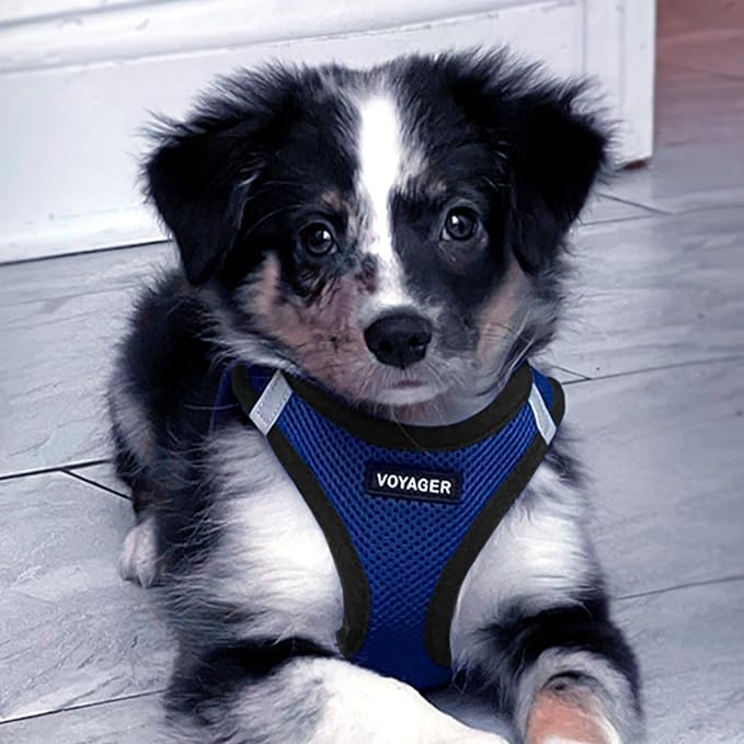 Best Pet Supplies Voyager Step-in Air Harness - All Weather Mesh, Reflective, No Pull Harness for Dogs, Cats - Secure with Hook & Loop Fastener, Buckle, Double D-Rings - Royal Blue/Black Trim, M