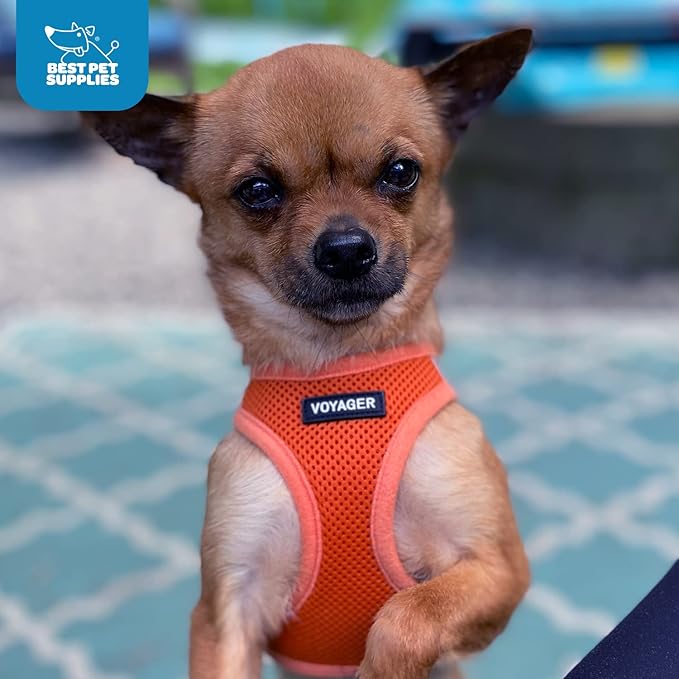 Best Pet Supplies Voyager Step-in Air Harness - All Weather Mesh, Reflective, No Pull Harness for Dogs, Cats - Secure with Hook & Loop Fastener, Buckle, Double D-Rings - Orange, XXXS