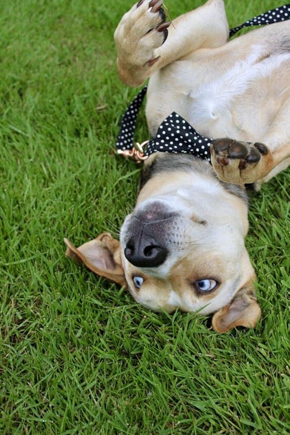 Unique style paws Cotton Dog Collar with Bow Puppy Collar with Black White Round Dot for Small Medium Large Boys Girls Dogs