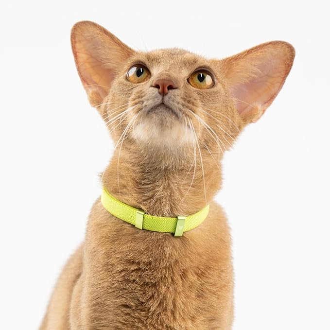 Safety Cat Collar - U.S. IDA Gold Awarding Design, Stretch Elastic Quick Release, Non Breakaway - Light Weight for Kitten, Neck Fit 5.9'-11.8' for All Small Large Cat,S(Alpine Green)