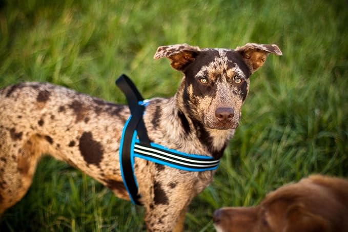 ComfortFlex Patriotic Dog Harness – Fully Padded, Adjustable, Lightweight No-Choke, No-Pull, Non-Chafing Design for Active Dogs, Enhanced Control, Made in The USA - Small, The Patriot
