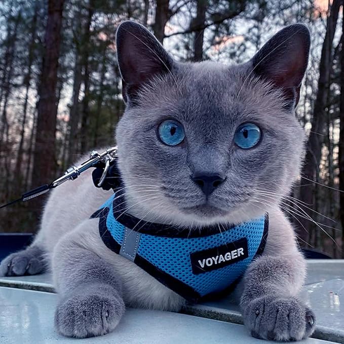 Best Pet Supplies Voyager Step-in Air Harness - All Weather Mesh, Reflective, No Pull Harness for Dogs, Cats - Secure with Hook & Loop Fastener, Buckle, Double D-Rings - Baby Blue/Black Trim, XXXS