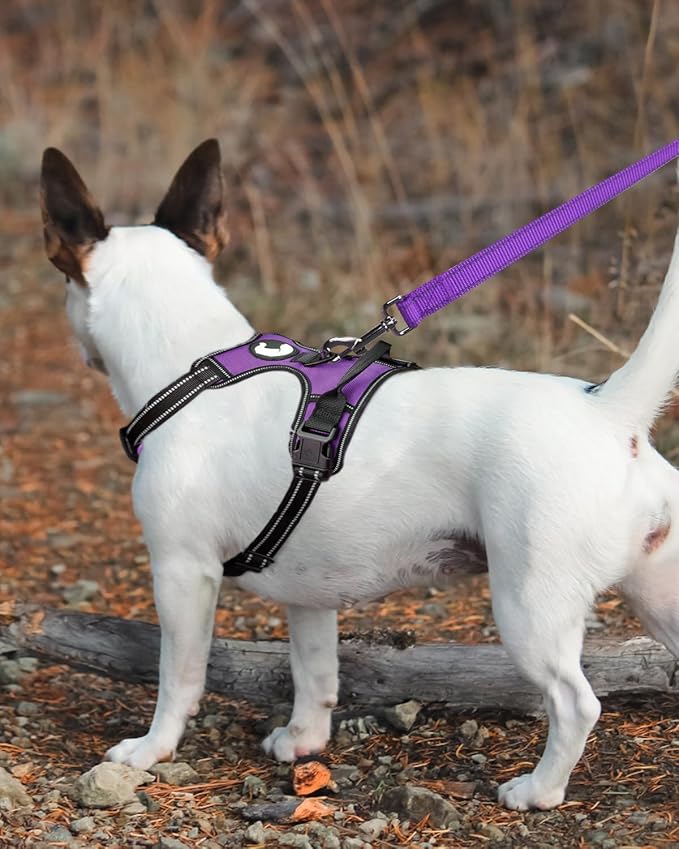 Joytale Dog Leash, 6 FT Double-Sided Reflective, Padded Handle Nylon Heavy Duty Leashes for Medium & Large Dogs Walking, Purple