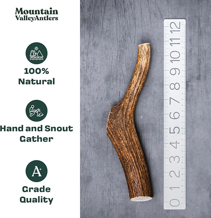 Mountain Valley Elk Antlers for Dogs - 100% Natural & Organic Chew for Aggressive Chewers, No Odor, No Mess, Long Lasting - Wild-Foraged Naturally Shed Antlers in USA - Grade A, Whole Jumbo (1 Pack)