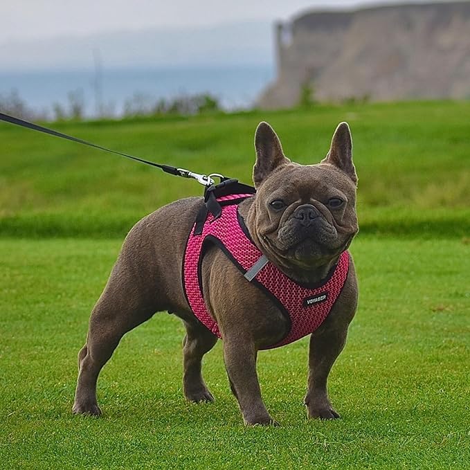 Best Pet Supplies Voyager Step-in Air Harness - All Weather Mesh, Reflective, No Pull Harness for Dogs, Cats - Secure with Hook & Loop Fastener, Buckle, Double D-Rings - Fuchsia 2-Tone, XL