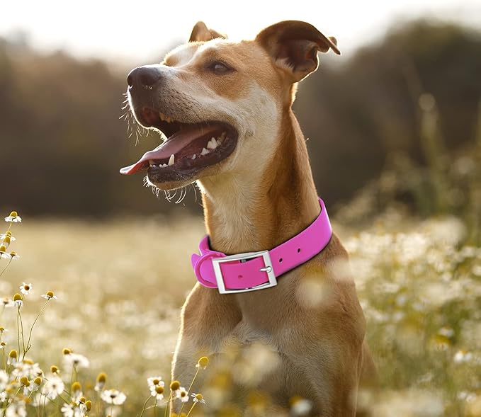 Wisedog Waterproof Dog Collar: Multiple Adjust 7" to 23.6", Soft Rubber Coated Webbing, Easy to Clean, for Small Medium Large Dogs (S|8.5"-12.5" × 4/5 in, Rose Violet)