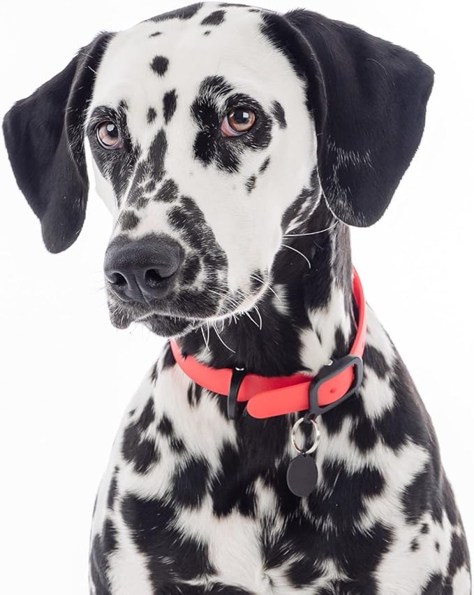 Waterproof Dog Collar - Durable, Comfortable and Adjustable Outdoor Dog Collar with Wear Resistant Buckle and ID Tag Ring for Small Dogs by Nuvuq (Red, Small)