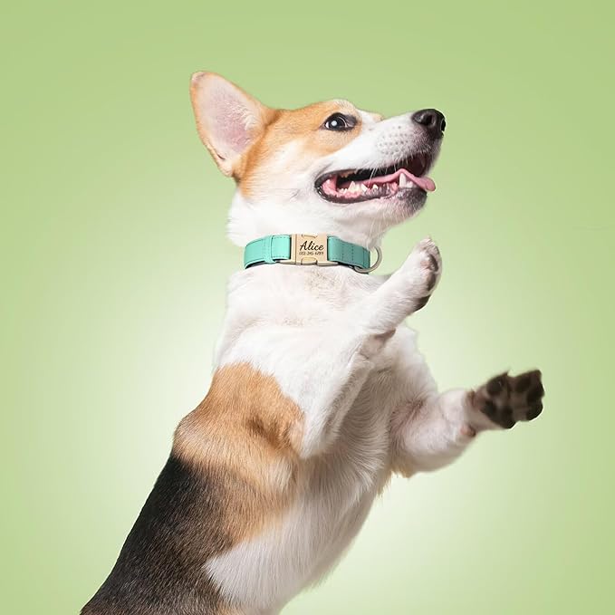 PET ARTIST Colorful Personalized Dog Collars, Custom Dog Collar with Silent Engraved ID Tag, Lightweight Breathable Nylon & Soft Padded, Matching Leash & Poop Bag for Medium Dogs,Green,M Fit 13-20"