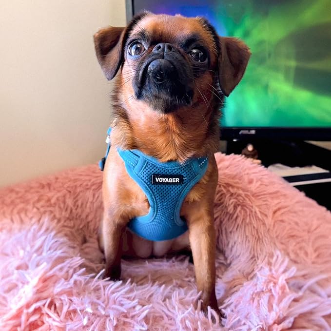 Best Pet Supplies Voyager Mesh Dog Breathable Harness Reflective Stitching, All Weather Adjustable for Walking Training, or Running - Heavy Duty & Durable, Harness (Turquoise), M
