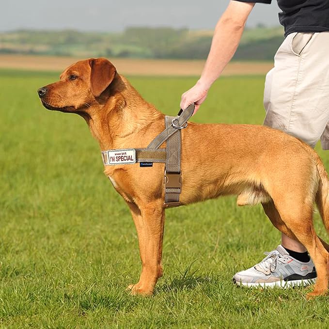 Annchwool No Pull Dog Harness with Soft Padded Handle,Reflective Strip Escape Proof and Quick Fit to Adjust Dog Harness,Easy for Training Walking for Small & Medium and Large Dogs(Brown,M)