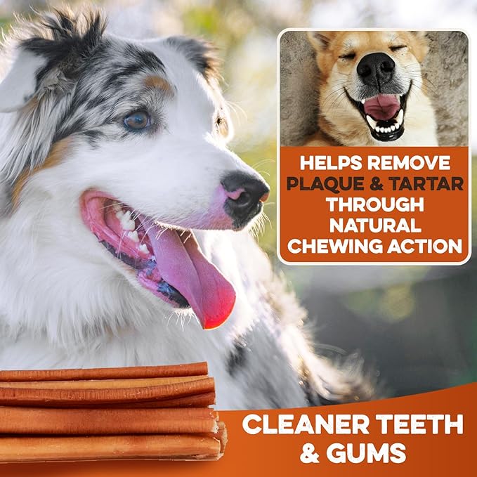 BRUTUS & BARNABY Bully Sticks for Dogs, 12" – Low-to-No Odor, Grass-Fed, Rawhide-Free Chews for Aggressive Power Chewers