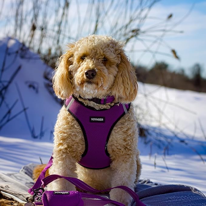 Best Pet Supplies Voyager Reflective Dog Leash or Collar with Neoprene Handle, for Small, Medium, and Large Breed Puppies, Cute and Heavy Duty for Walking, Running and Training - Purple Leash, L