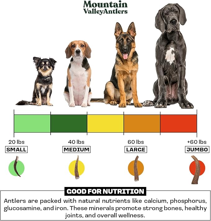 Mountain Valley Elk Antlers for Dogs - 100% Natural & Organic Chew for Aggressive Chewers, No Odor, No Mess, Long Lasting - Wild-Foraged Naturally Shed Antlers in USA - Grade A, Whole Jumbo (1 Pack)